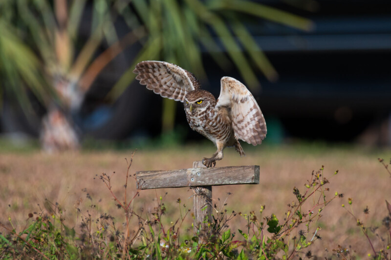 Devon Matthews burrowing owls in Cape Coral, Florida 