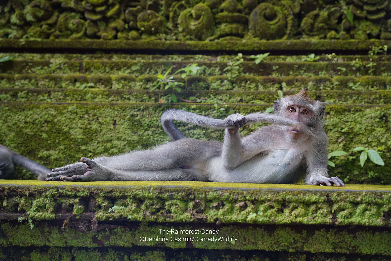 A monkey is Bali lays posing for the camera.