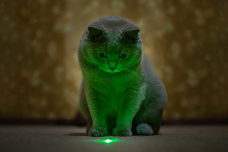 Cat looking at laser pointer