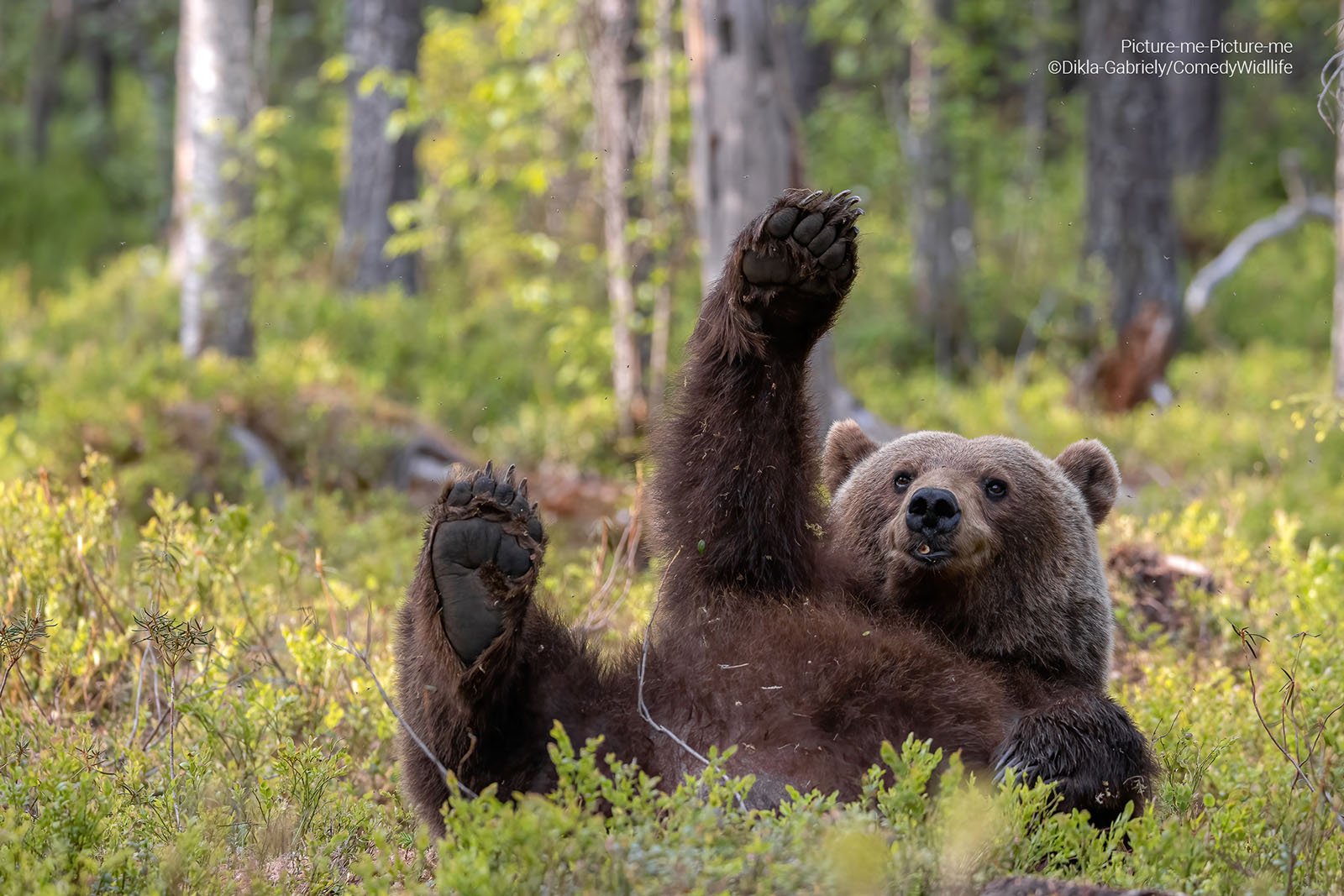 A brown bear in Finland poses with its leg straight up in the air.