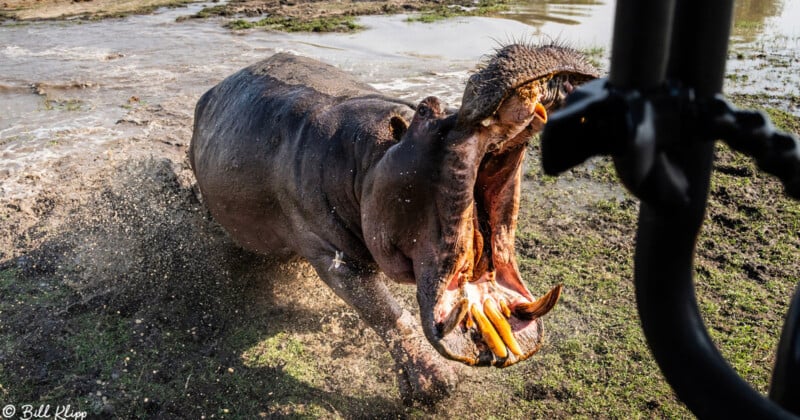 Hippo attack photographers