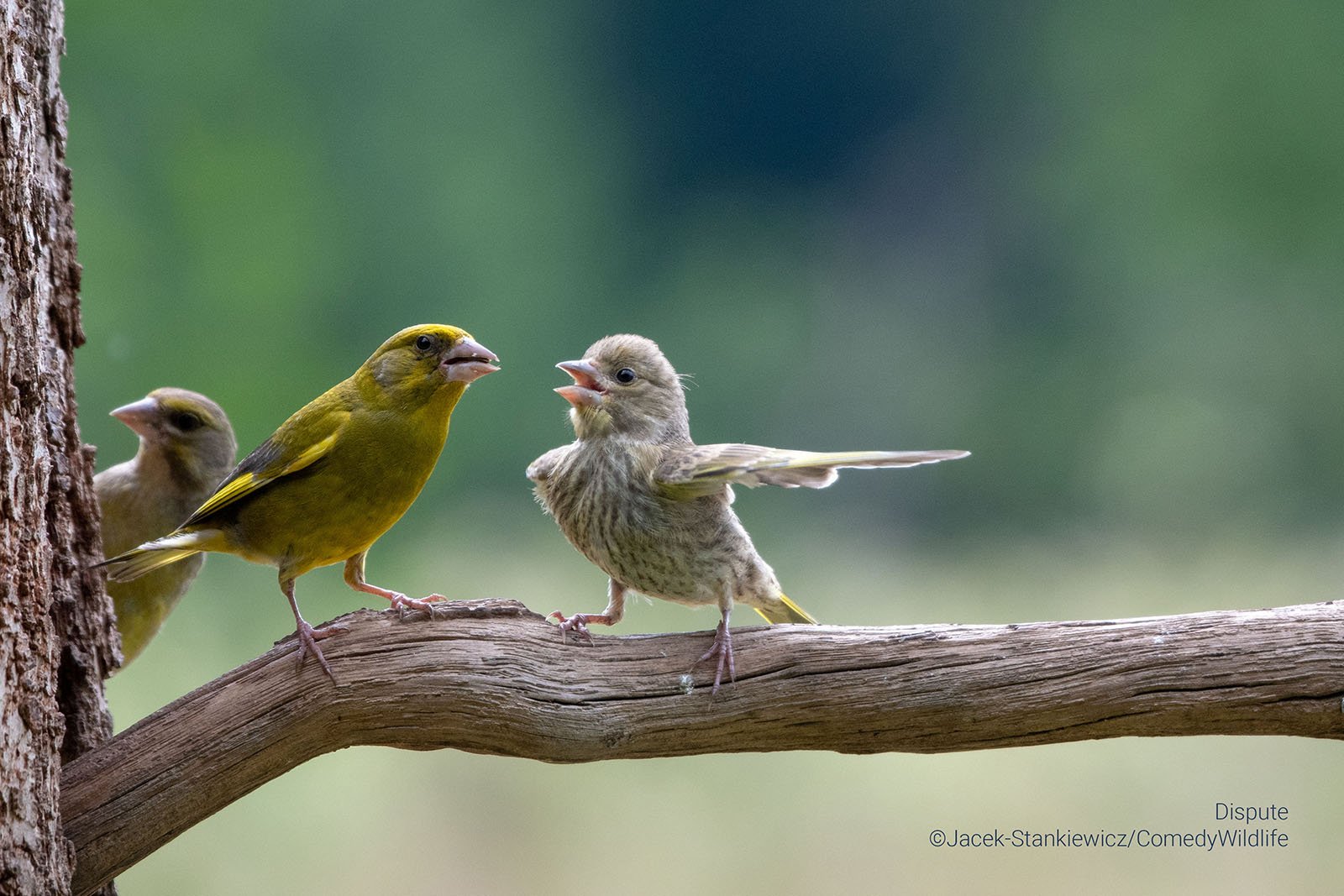 A family of greenfinches, with one looking as if it's angrilly pointing.