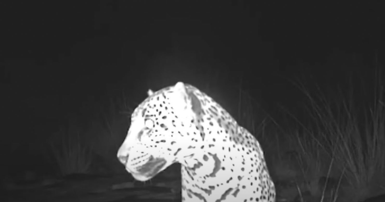 Trail Camera Spots Ultra-Rare Jaguar Roaming in Arizona | PetaPixel