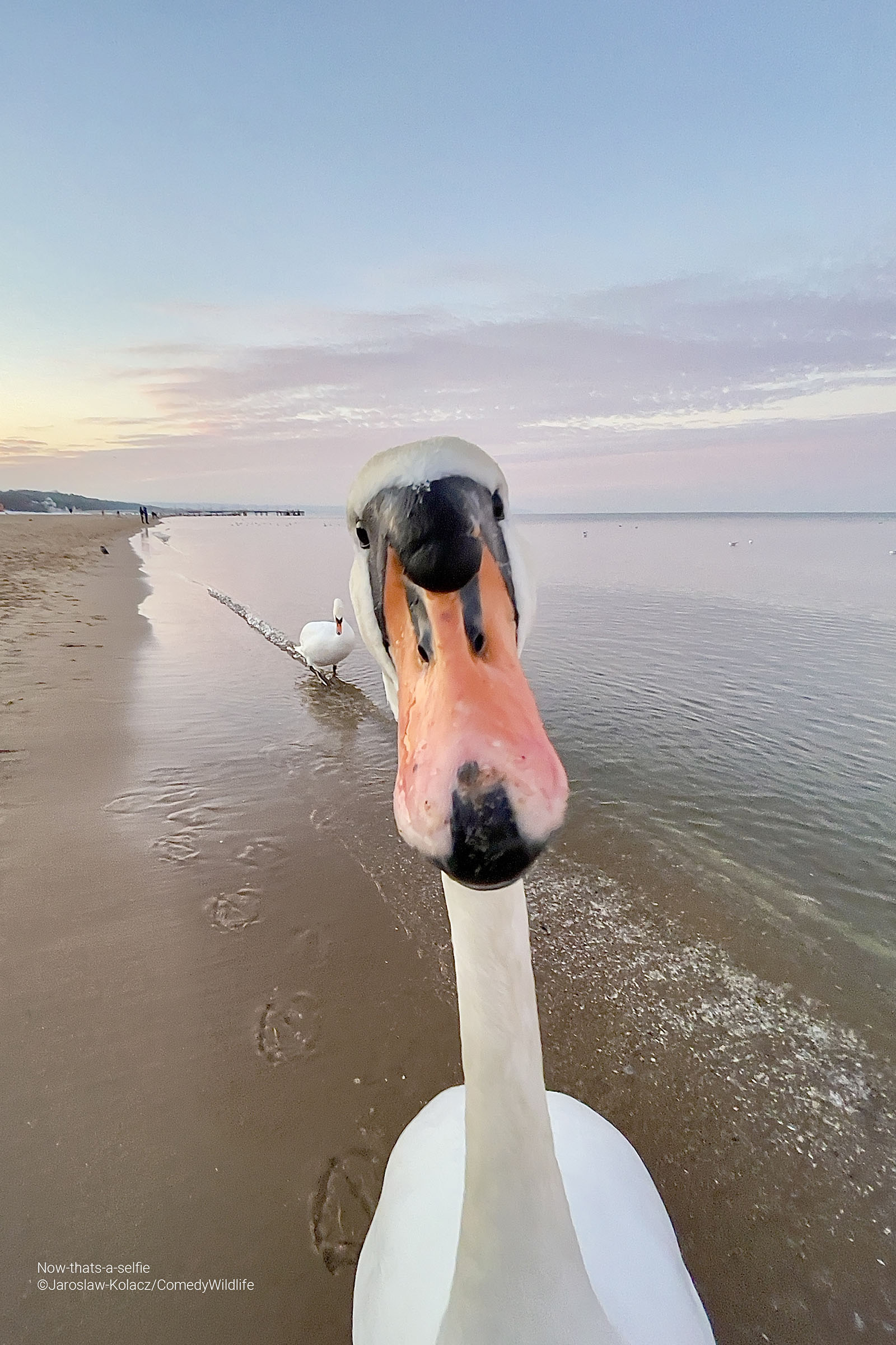 Swan on the beach gets up close to the camera.