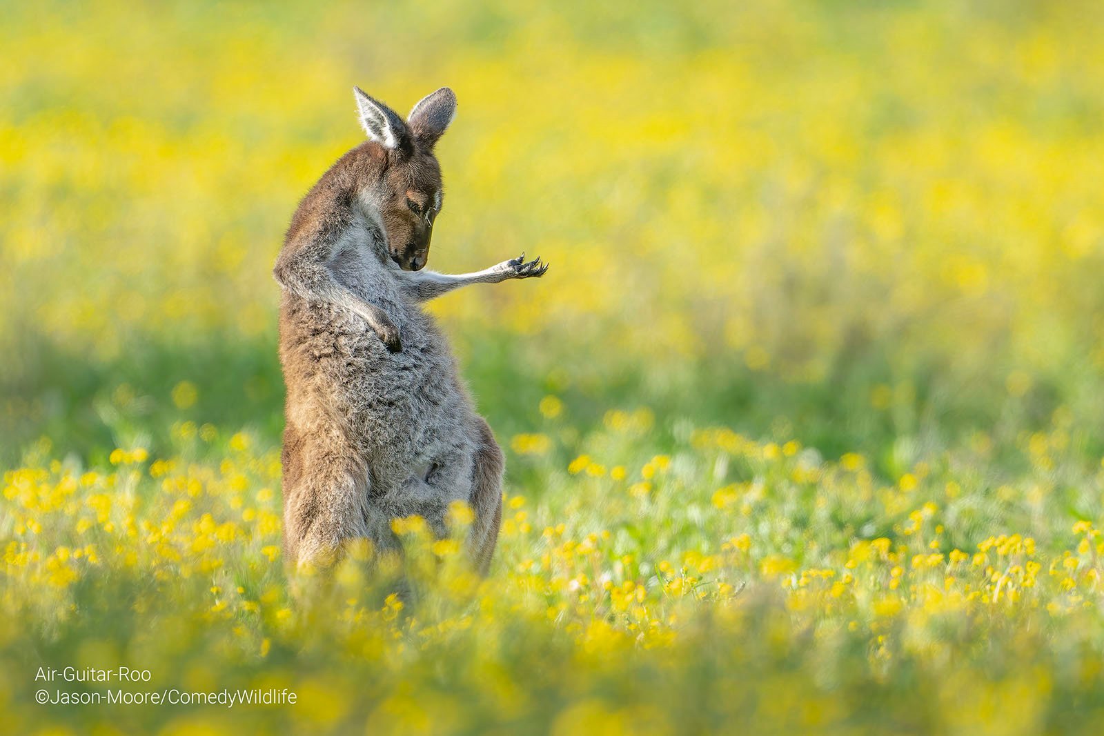 A Western Grey kangaroo looks as if it's playing air guitar.