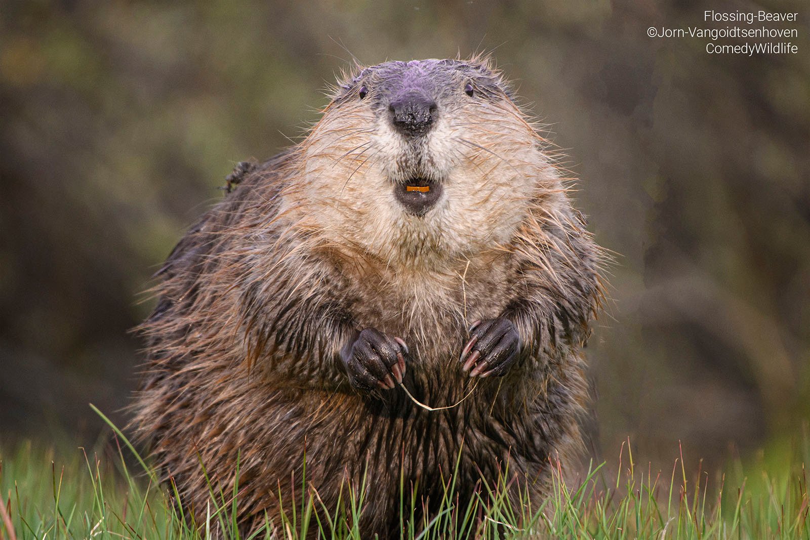 A beaver flosses at the camera.