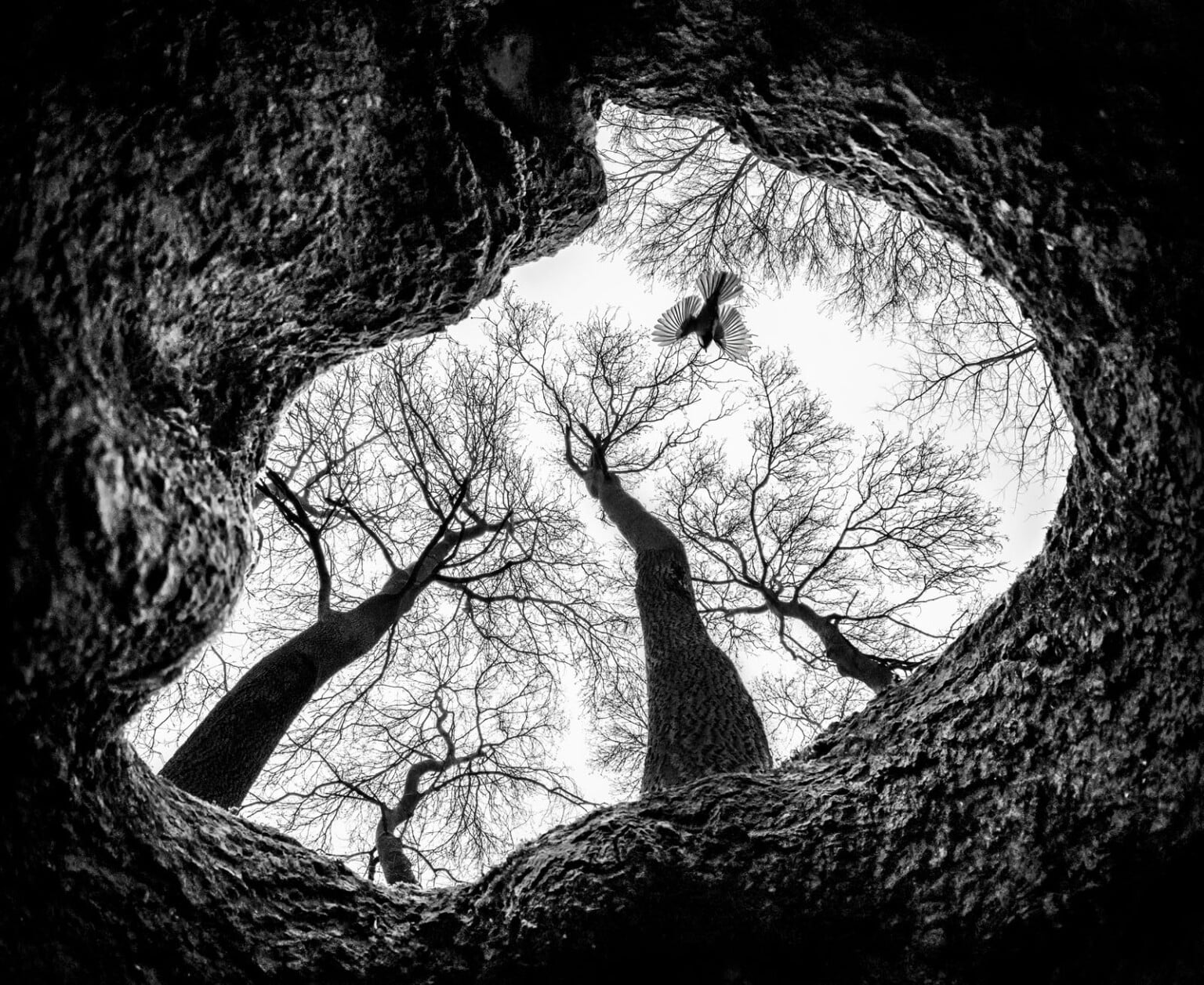 Maternal Bug Portrait Wins European Wildlife Photographer of the Year ...