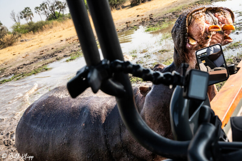 Hippo attacks car