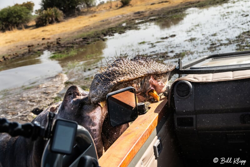 Hippo bites car