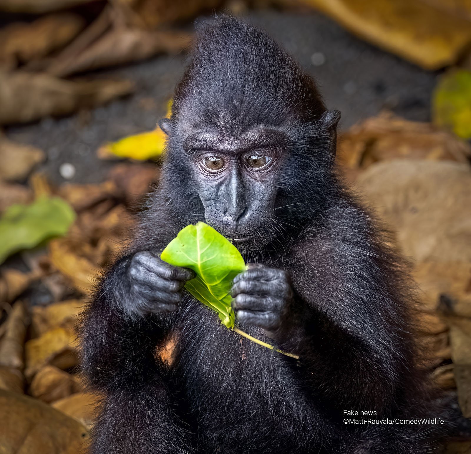 A Sulawesi macaque looks at a leaf with a surprised expression.