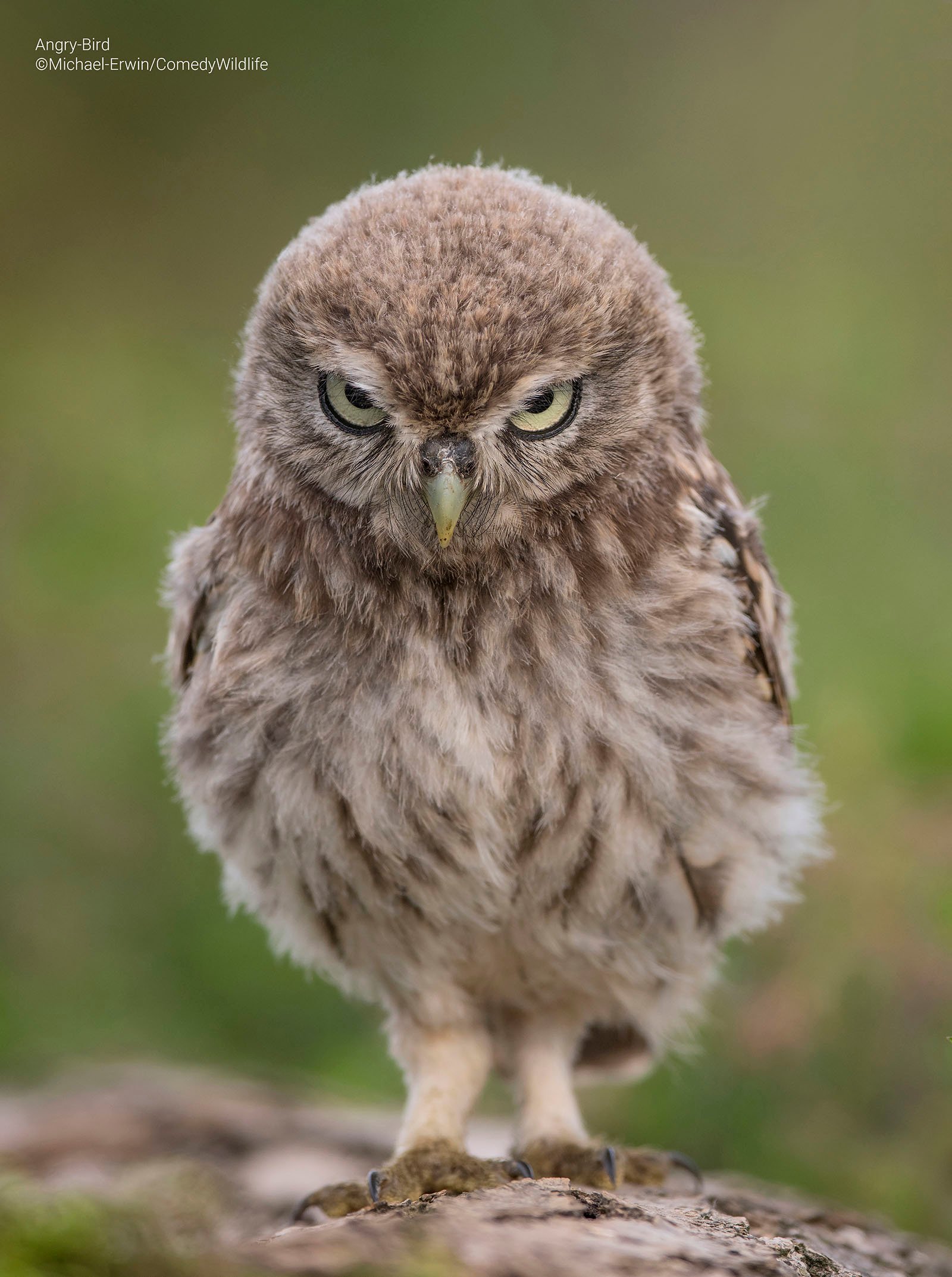 An owl looks like it's making a grumpy face at the camera.
