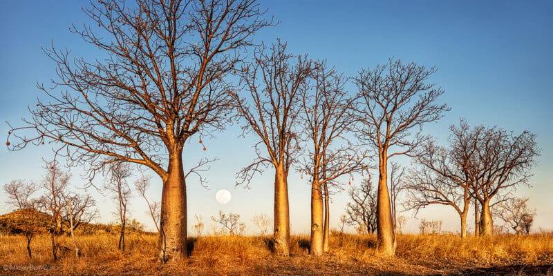 Boab trees