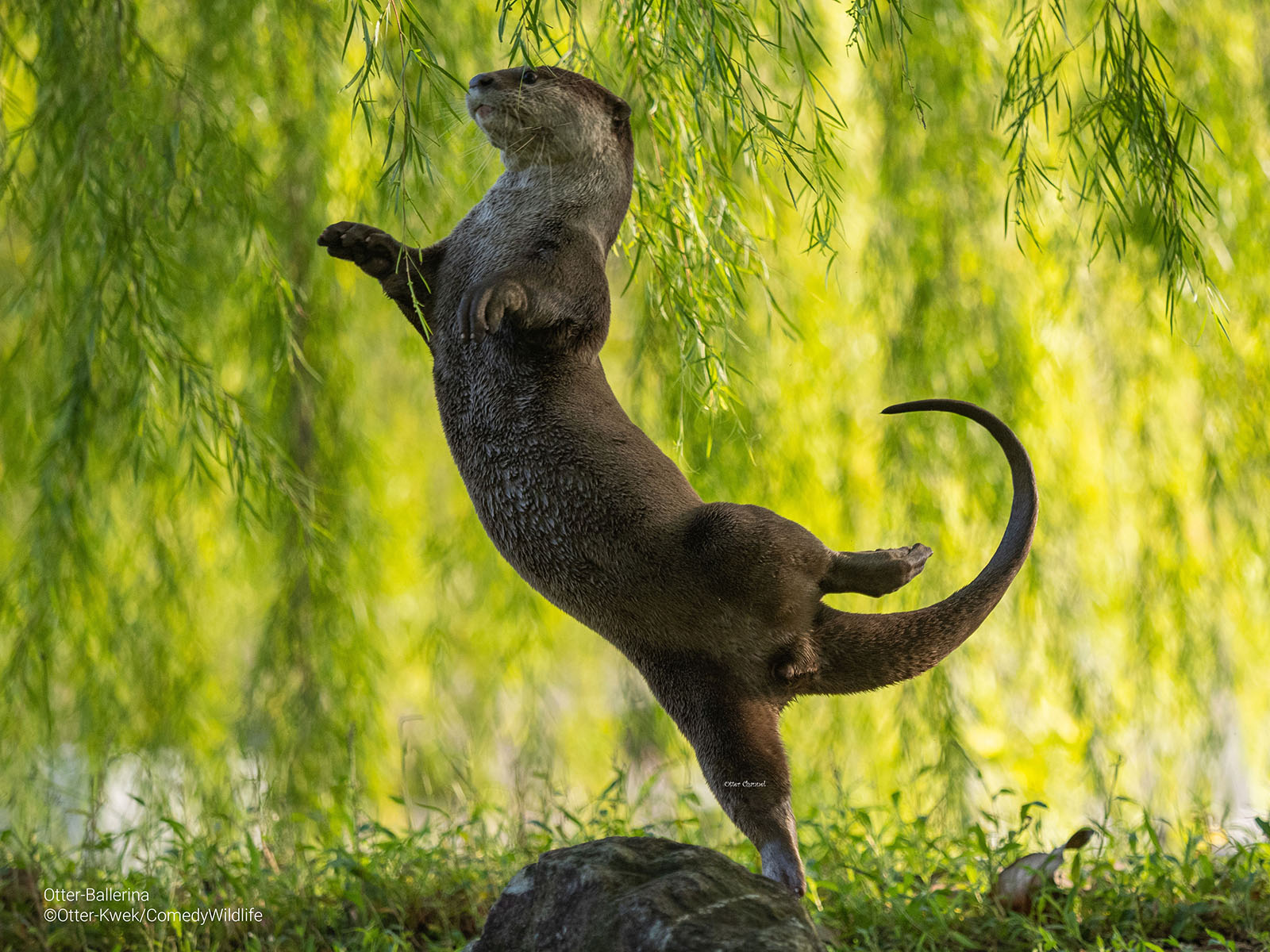 An otter looks as if it's been captured mid-dance.