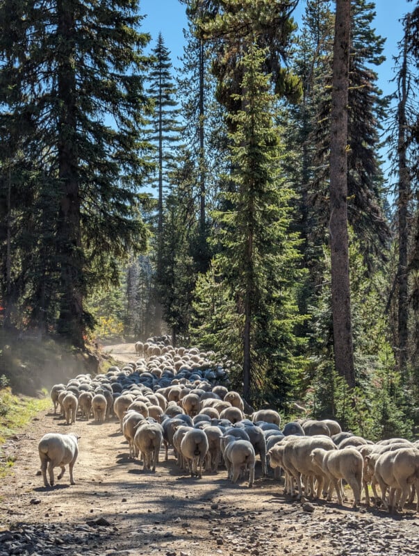 Google Pixel 8 Pro Sheep trail