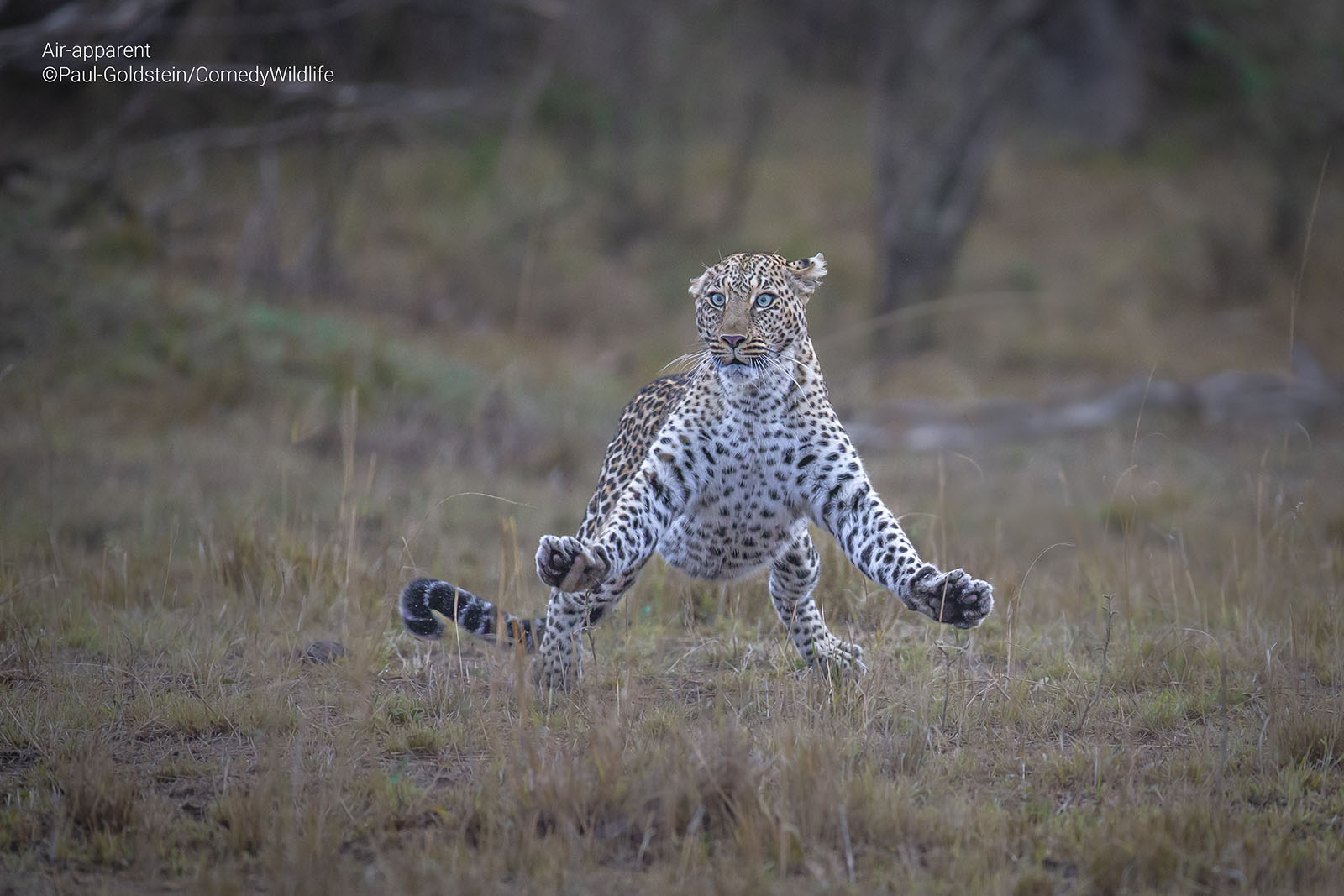 A leopard jumps up in surprise.