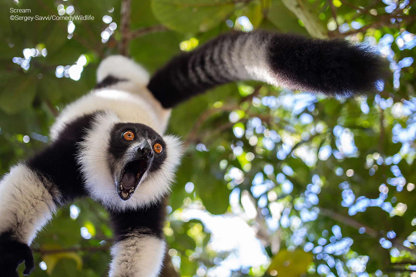 A lemur photographed from below, looking like it's screaming.