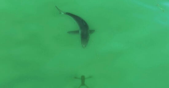Shark chases drone