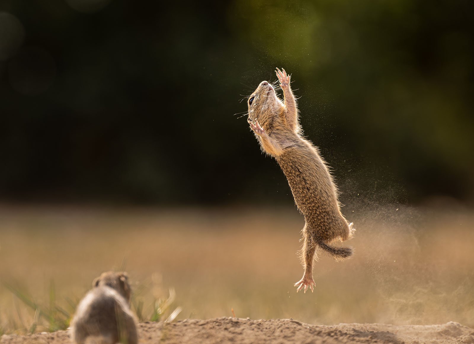 A ground squirrel jumps as if he could fly. 