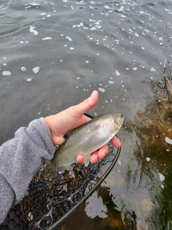 Ray-Ban Meta smart glasses fish