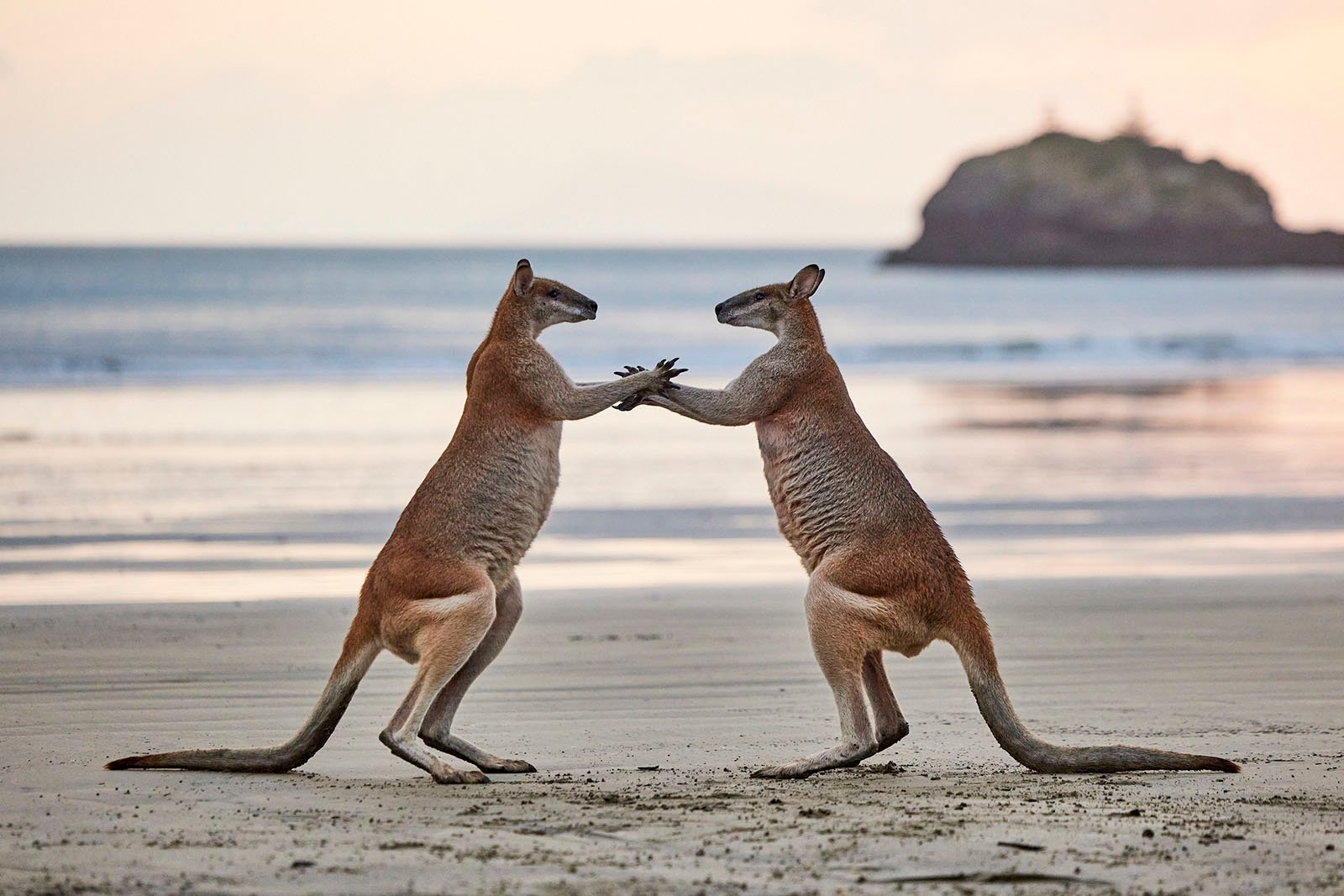 Two wallabies look as if they're dancing.