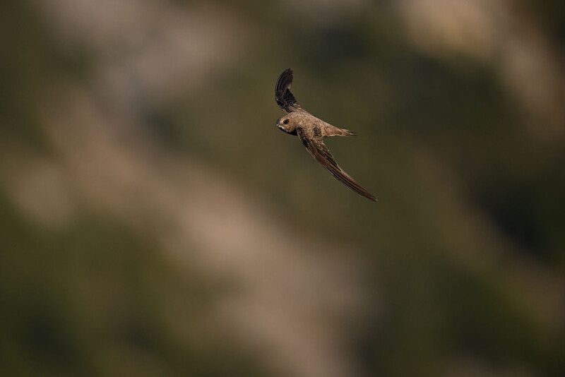 Nikon Z9 photo of a bird in flight