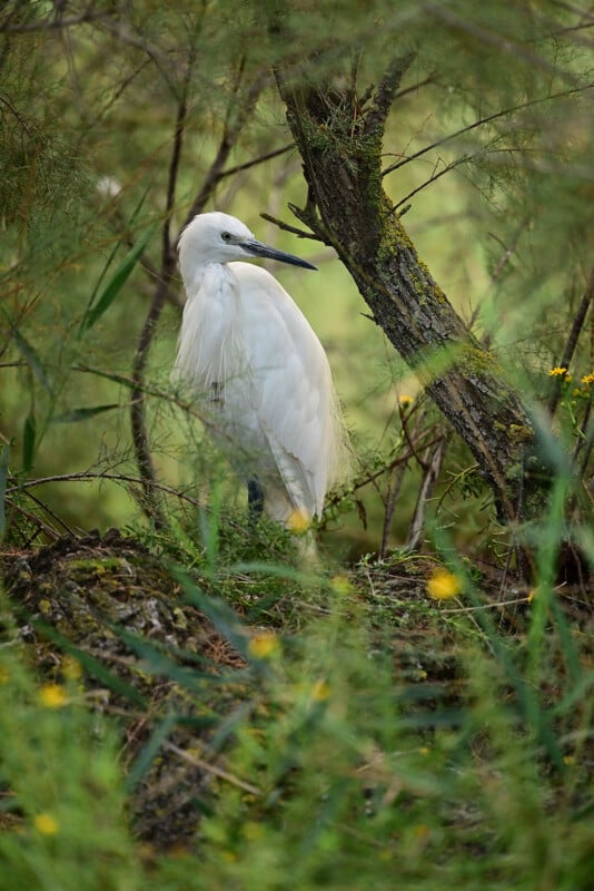 Nikon Z9 photo of a bird