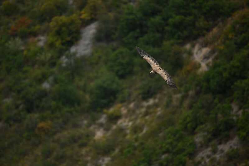 Nikon Z9 photo of a bird