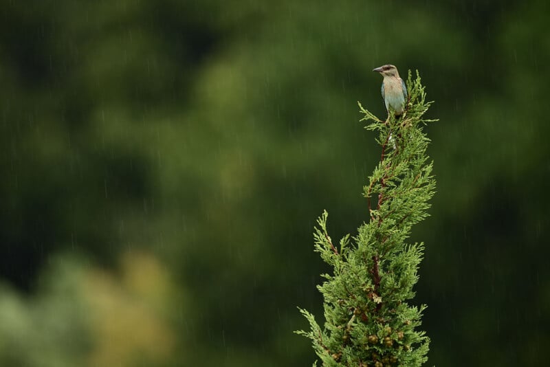 Nikon Z9 photo of a bird