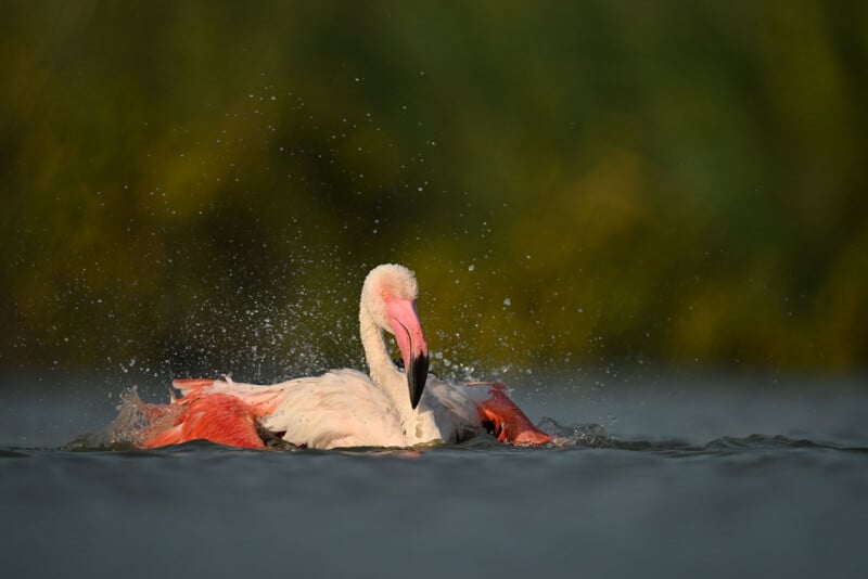 Nikon Z9 photo of a bird