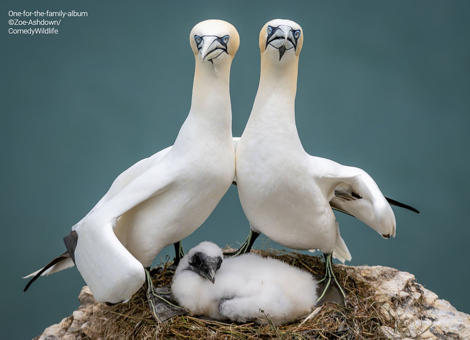 A family of Northern Gannet birds poses in a nest with two adults above a baby.