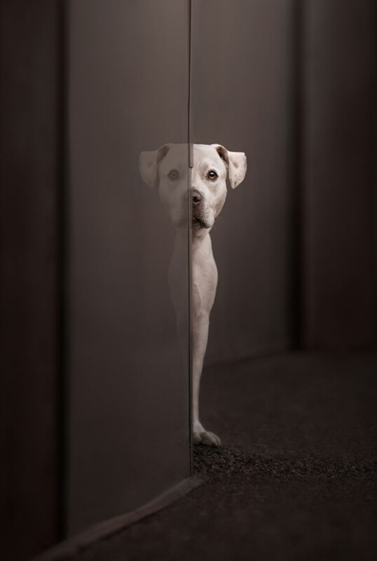 Winner of the Dog Photography Awards 2023