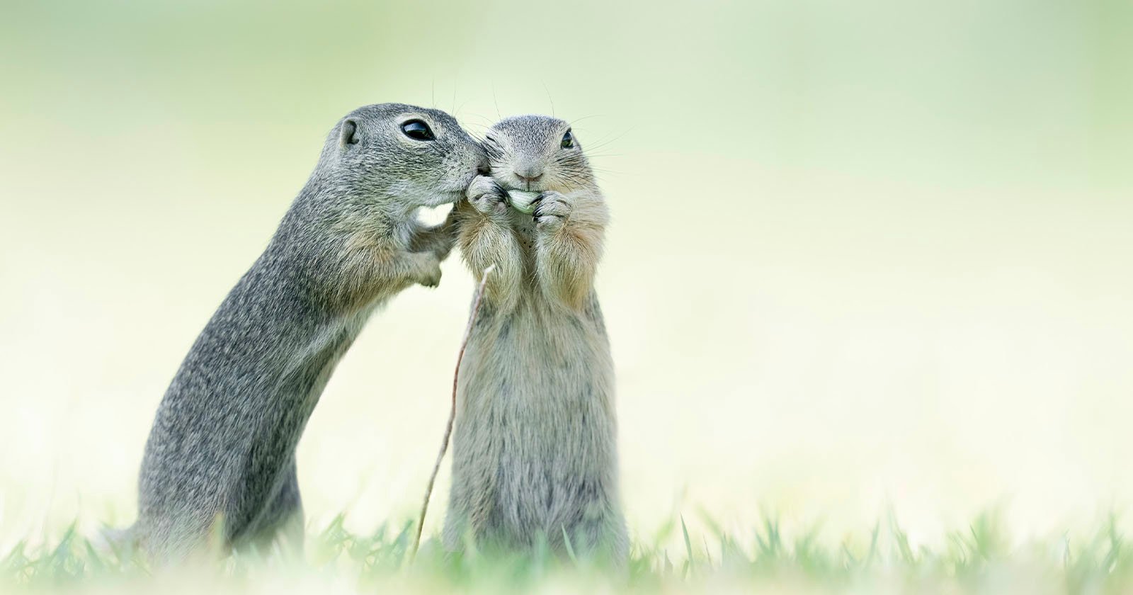 Two squirrels look like they're sharing a secret.