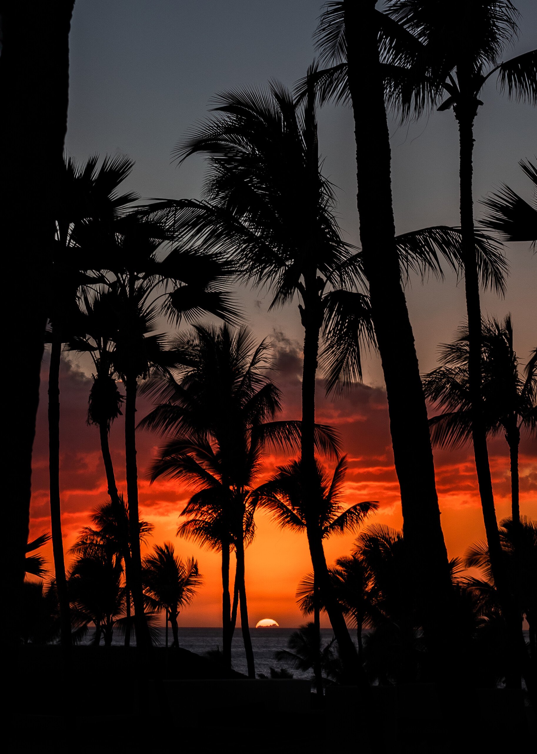 Palm trees amid a sunset.