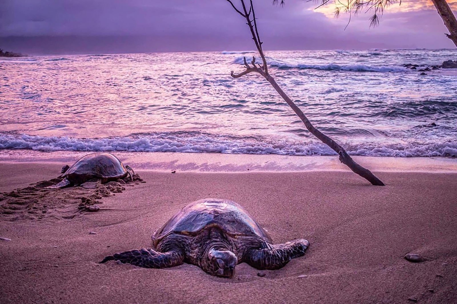 Sea turtles on the beach.