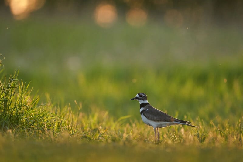 Tamron 150-500mm para Nikon Z