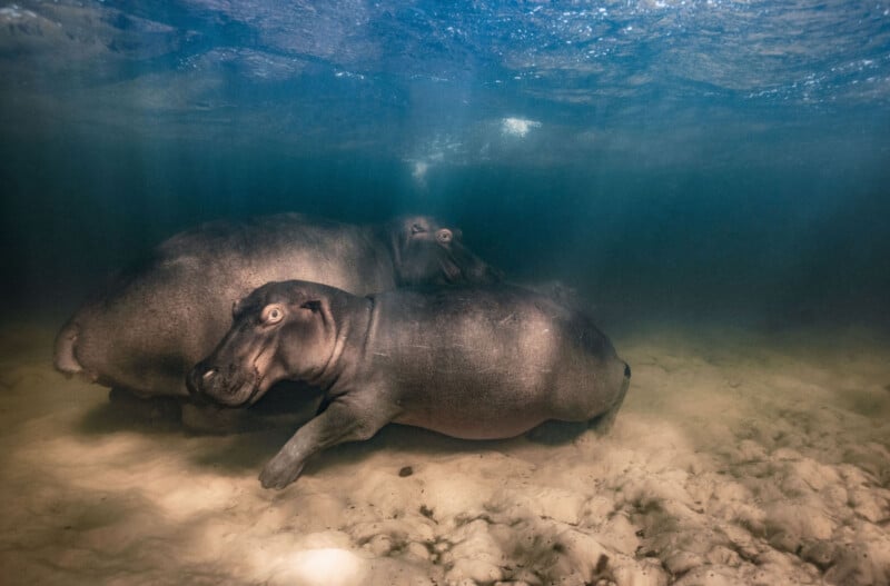 Natural History Museum's Wildlife Photographer of the Year 2023 competition