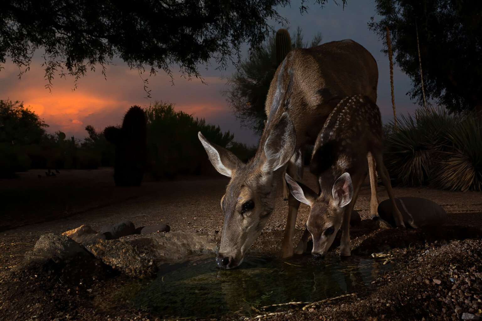 The Splendid Nature Photos That Won NANPA S 2024 Showcase PetaPixel   2024 Mammals Judges Choice BruceTaubert 005 1536x1023 