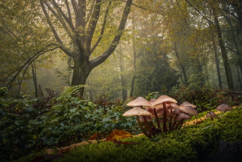 Mushrooms in Dutch forest