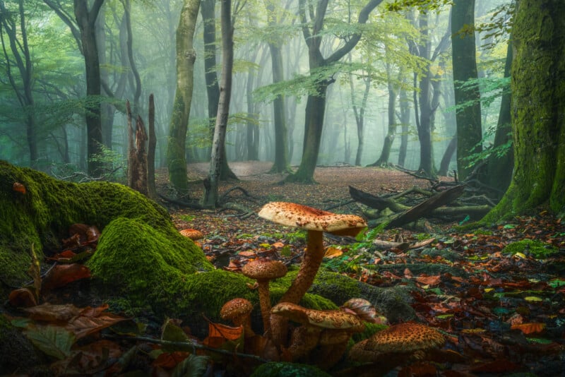 mushroom in dutch forest