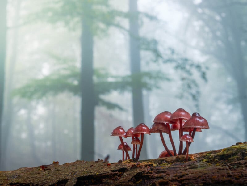 red mushrooms in dutch forest