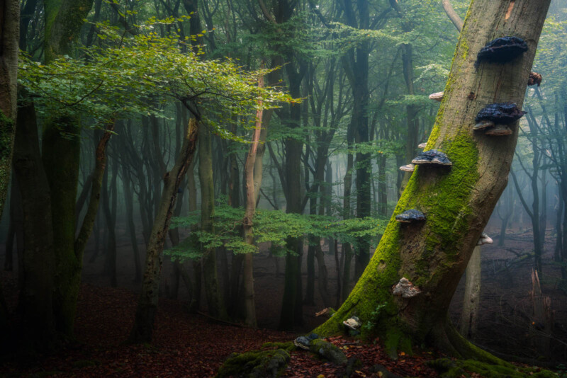 big mushrooms in dutch forest