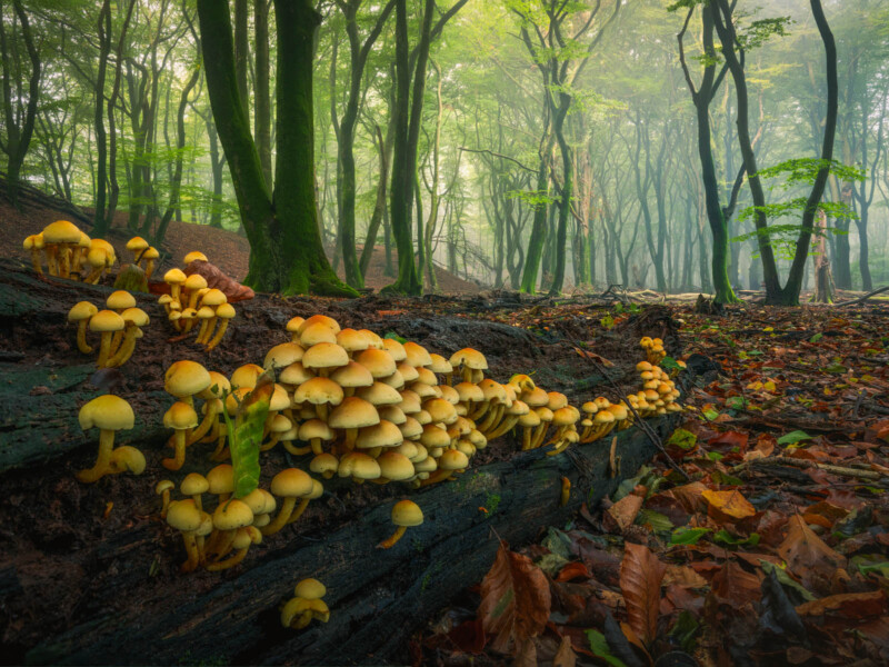 row of mushrooms in the dutch forest