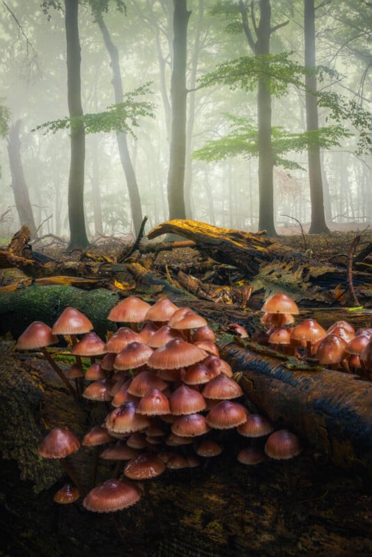 mushrooms in dutch forest