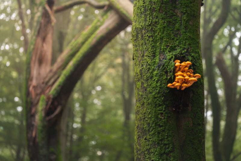 Mushrooms high up on a tree