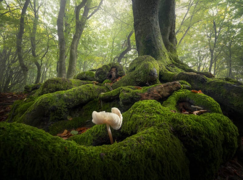 white mushroom on green tree
