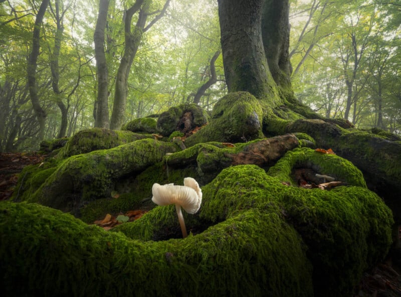 Photographing Mushrooms in Their Natural World | PetaPixel