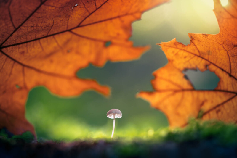 mushroom in dutch forest with autumn leaves
