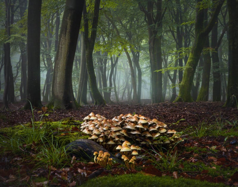 mushrooms in dutch forest