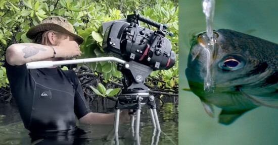 Archerfish spits water at cameraman