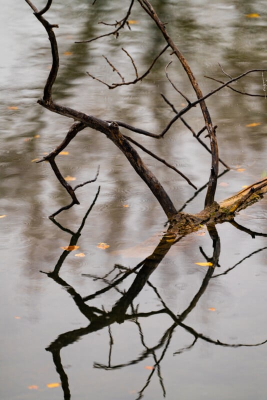 Sony FE 300mm f/2.8 G-Master wood pattern